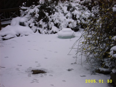 Die gelben Blten des Winterjasmins erinnern an Forsythia und ffnen sich meist schon vor Weihnachten.