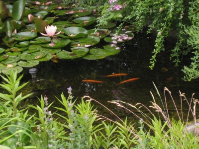 Da Goldorfen nicht gefttert werden mssen, gelangen ber das Futter auch keine zustzlichen Nhrstoffe als "Algenfutter" in den Gartenteich. Als "Selbstversorger" sorgen sie auch dafr, dass eine Mckenplage gar nicht erst aufkommt.