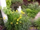 Die Taglilie "Maiknigin" - hier kombiniert mit Katzenminze - ffnet im Mai ihre ersten Blten und blht im Hochsommer nochmals.