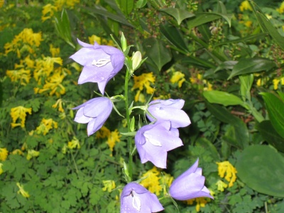 Die Glockenblume blht in einem dichten Teppich aus Lerchensporn (Corydalis lutea), den die Baumschule als blauen Scheinmohn geliefert hatte. Corydalis blht bis zum Frost und hat daher "Bleiberecht" bekommen.