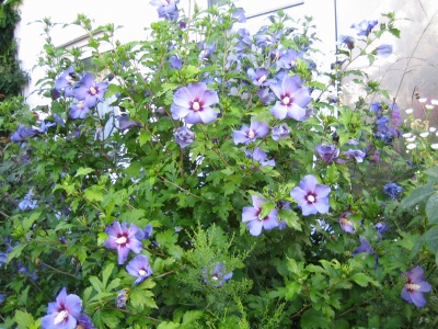 Der Hibiskus "Blue Bird" begeistert ab Juli mit seinen Traumblten und passt ausgezeichnet zu Rosen.