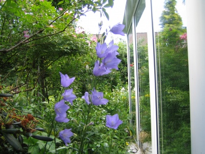 Pfirsichblttrige Glockenblumen sind kurzlebige Stauden, die sich durch Selbstaussaat in naturhaften Gartenbereichen selbst passende Pflanzpltze aussuchen, wenn man sie nur gewhren lsst. Die Natur hat manchmal "Superideen" ...