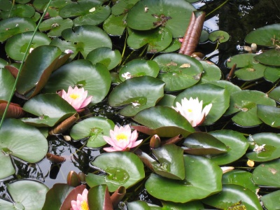 Die Seerose "Marliacaea Rosea" ist zwar wunderschn, aber ziemlich starkwchsig. Deshalb muss sie hufiger aufgenommen und geteilt werden.