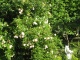 Eine Felsenbirne dient hier als preiswertes Klettergerst fr die Rose "Ghislaine de Feligonde" und die etwas spter blau blhende Clematis "Jackmanii Superba". Das macht der Felsenbirne berhaupt nichts aus ...