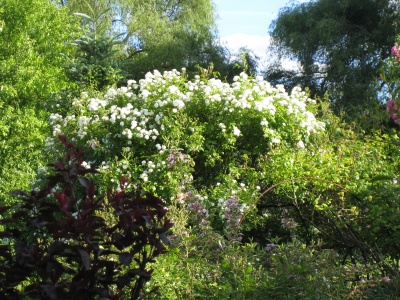 Mit Pergolen, Rankgersten und Rosenlauben kann man "verborgene" romantische Sitzpltze gestalten. Sie erschlieen die "dritte Dimension" und machen den Garten interessanter. Hier bildet die Rosenlaube den rumlichen Abschluss des Gartens und verdeckt Nachbars Grundstck.