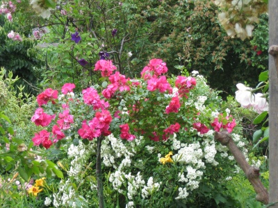 Rosenhochstmme geben dem Garten Hhe und sind pflegeleichter als man denkt, vorausgesetzt man beschrnkt sich auf Beet- und Kleinstrauchrosen.