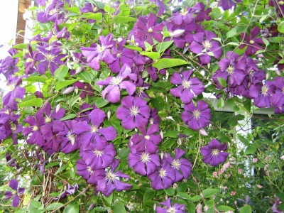 Italienische Waldreben (clematis viticella-Sorten) blhen ppig und zeigen kaum die gefrchtete Clematiswelke.