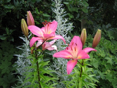 Storchschnabel deckt den Boden super ab und lsst kaum Unkraut aufkommen.
Pflegeleichte Lilien und robuste Strauchrosen sowie im Frhjahr lilienbltige Tulpen "peppen" ihn auf.