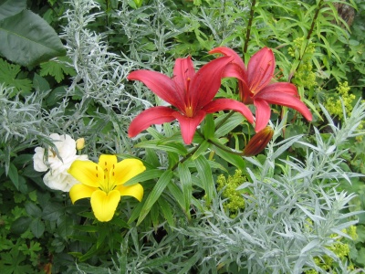 Ensemble aus Lilien, Rosen, Frauenmantel, Silberraute und Storchschnabel.