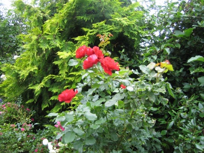 Die Blten dieser fterblhenden Strauchrose wirken sehr gut vor dem Grn von gelber Schein-Zypresse, Oster-Schneeball und Bayern-Kiwi.