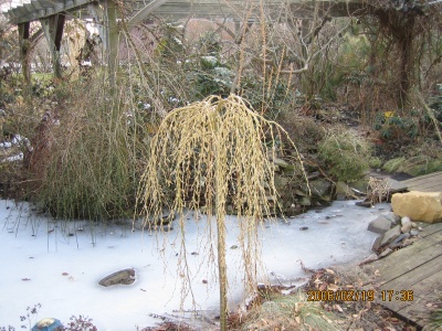 Bizarre Hngeformen von Gehlzen - hier ein Erbsenstrauchstmmchen - kommen im Winter besonders gut zur Geltung.