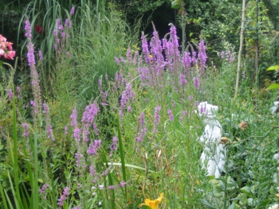 Auch der Blutweiderich fhlt sich am Gartenteich sehr wohl.