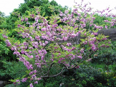 Die rosa Bltentrauben der Borsten-Akazie (Robinia hispida "Macrophylla) ffnen sich im Mai und vereinzelt auch nochmals im Sommer.